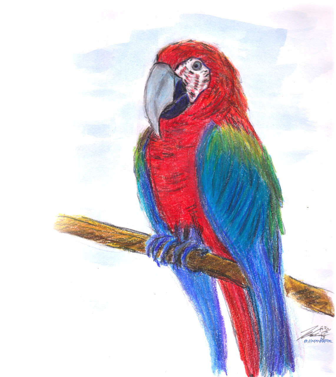 Parrot Sketch - ReusableArt.com
