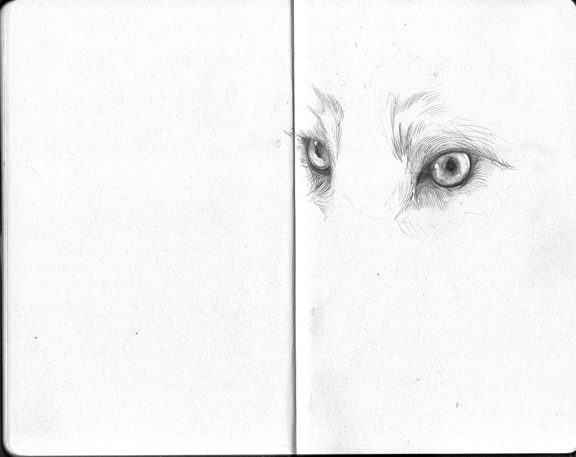 wolf eye drawings in pencil