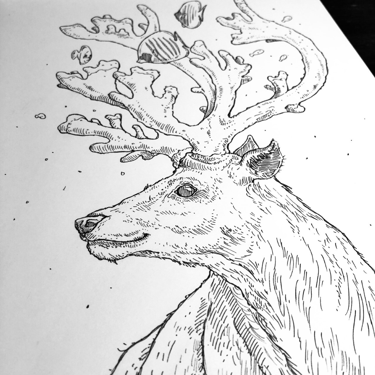 Animal Study - Reindeer