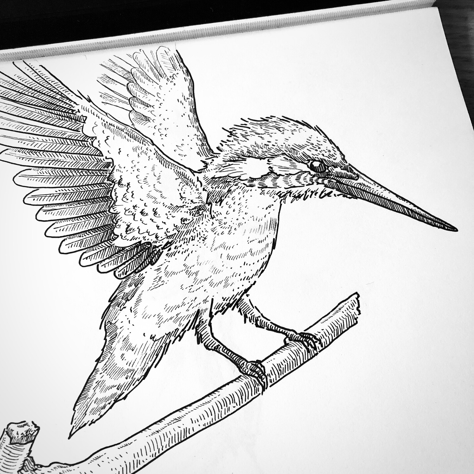 KingFisher study 03
