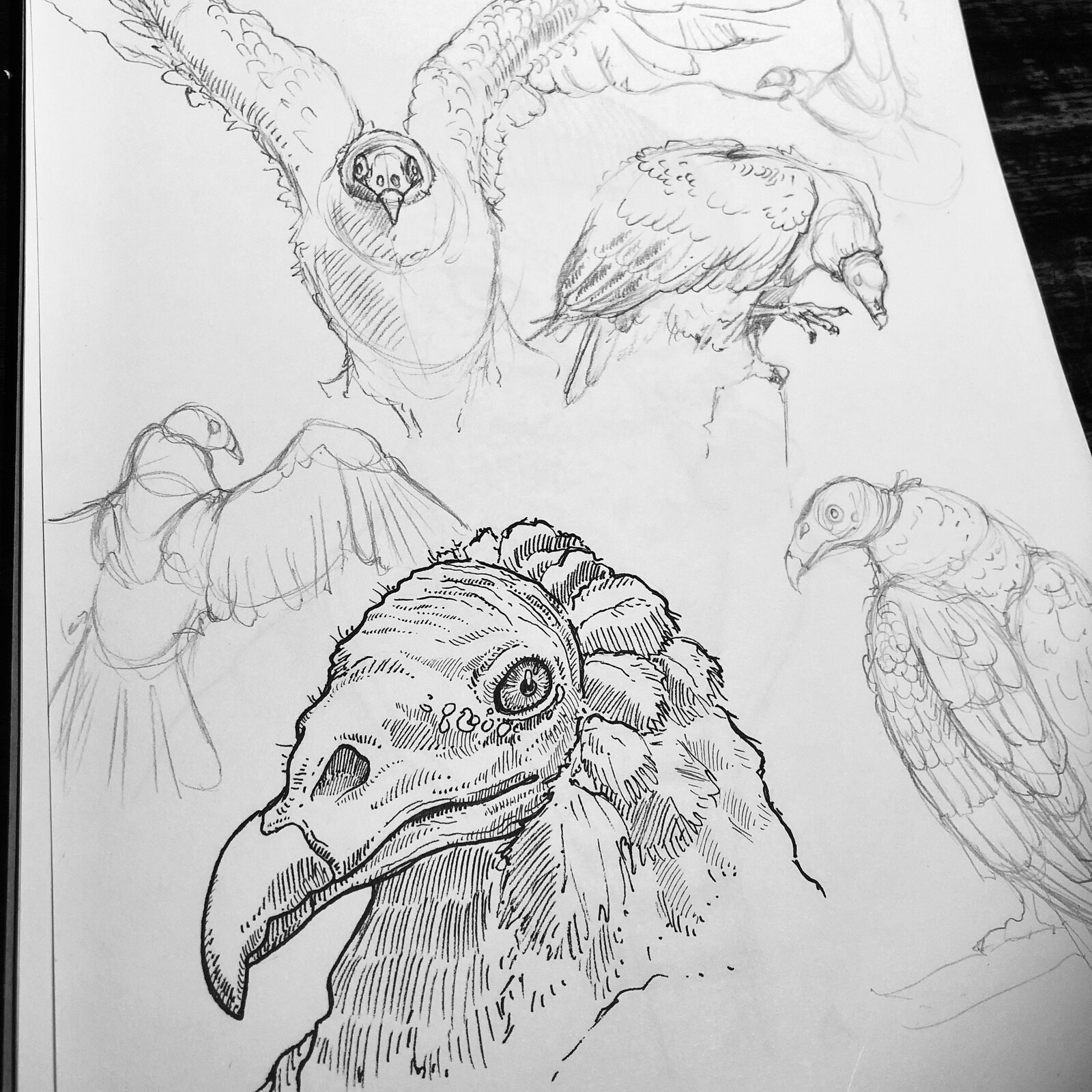 Urubu Study 02