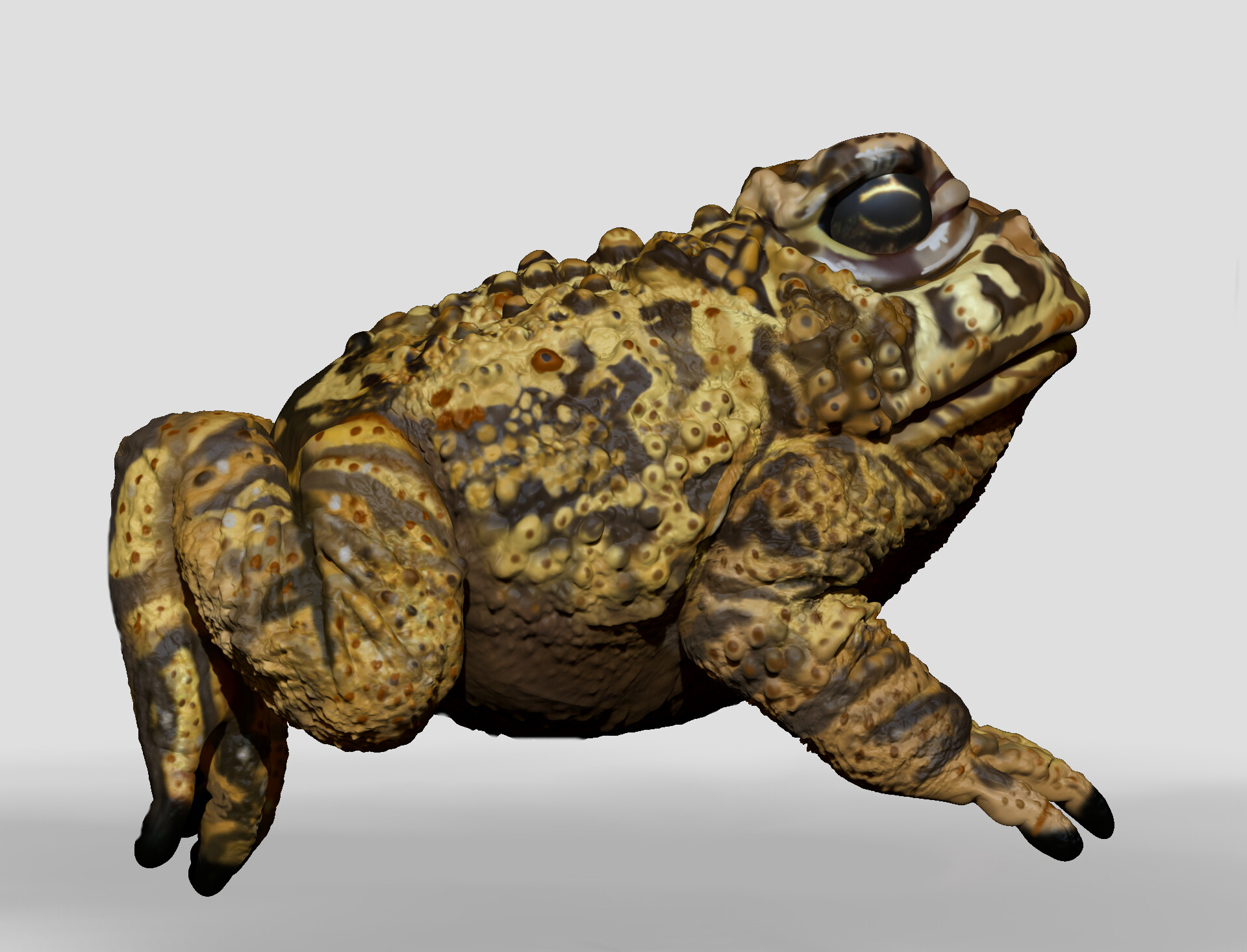 Kelly Johnson - Yellow Toad Concept