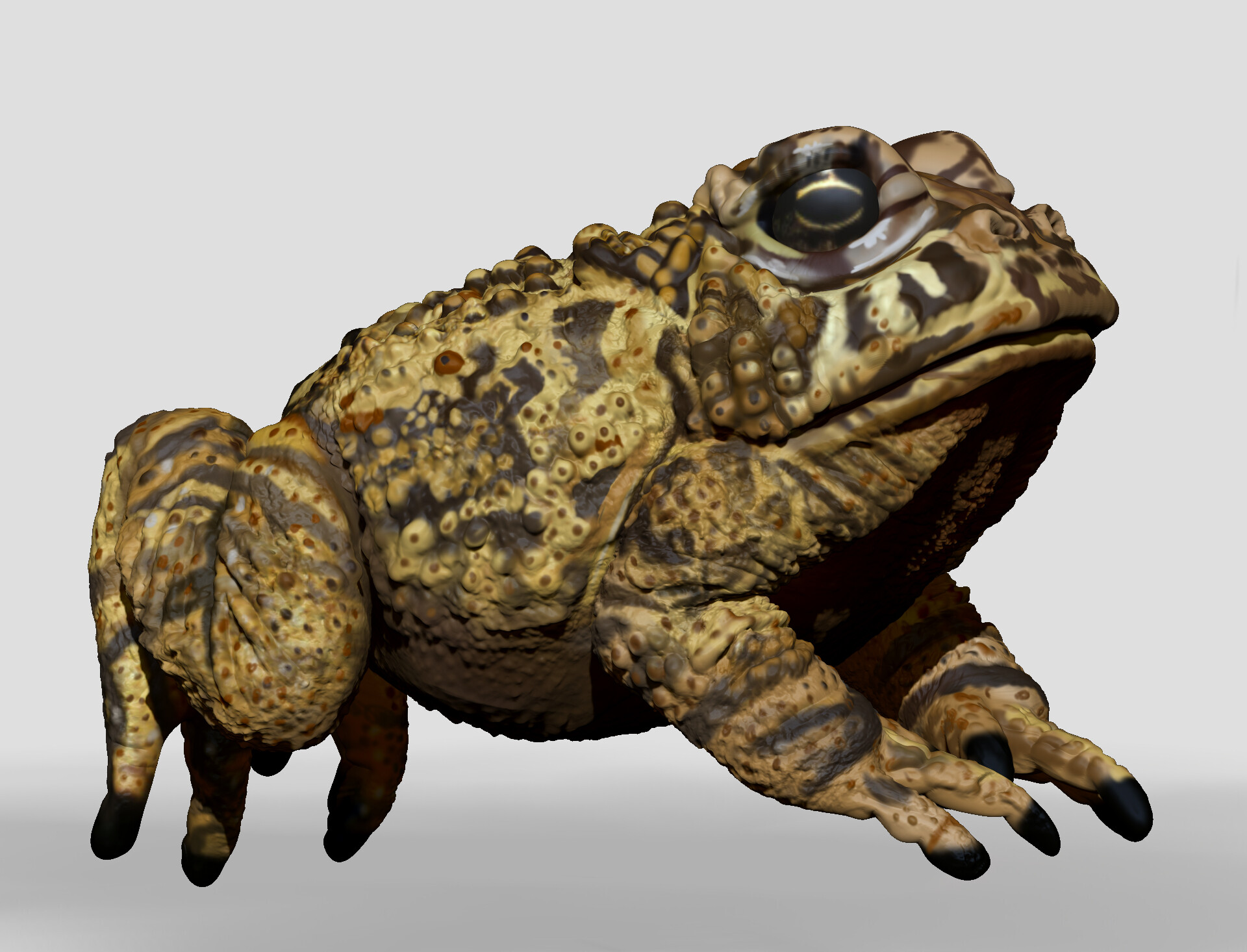 Kelly Johnson - Yellow Toad Concept