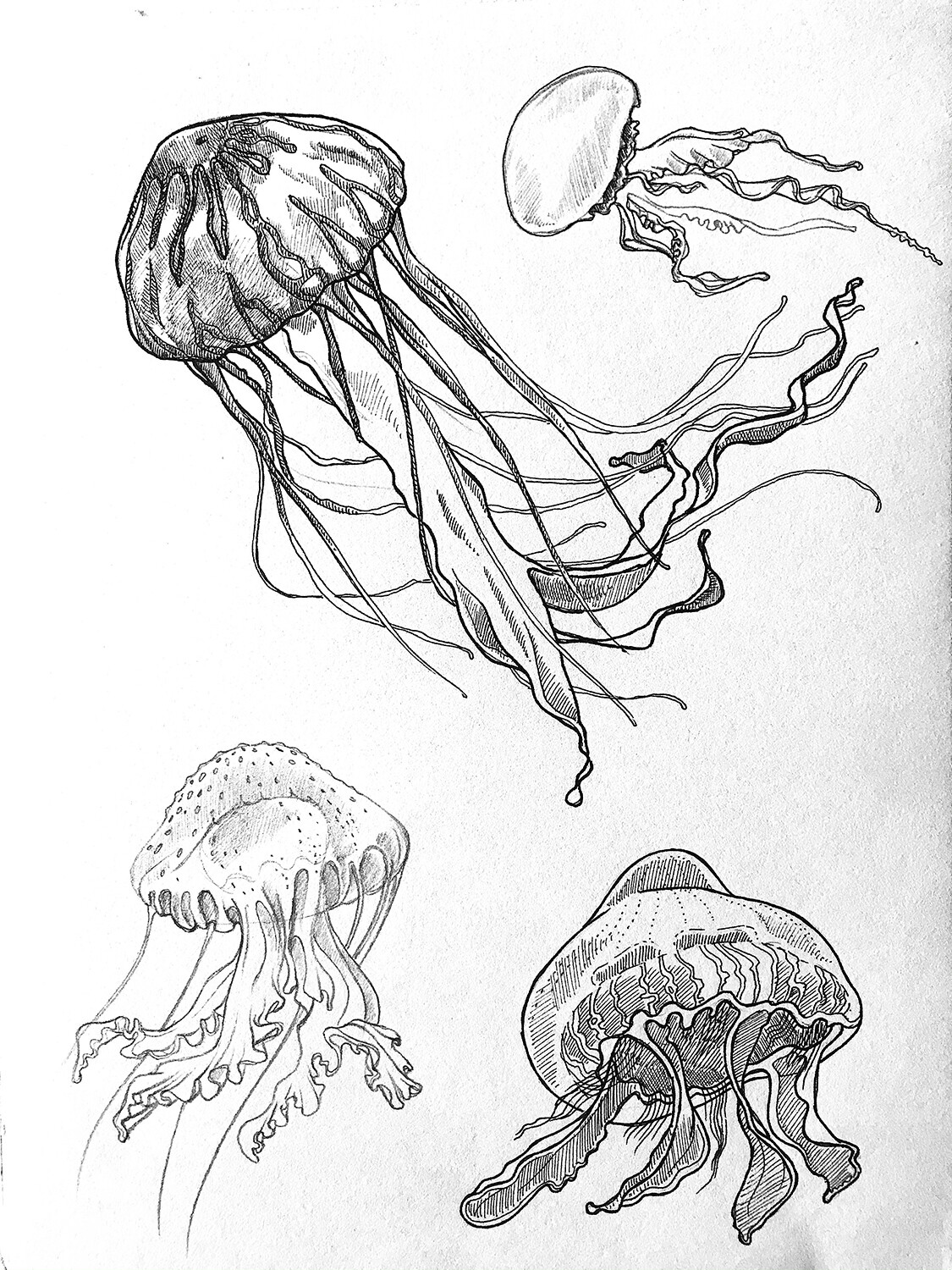 Jelly Fish sketches