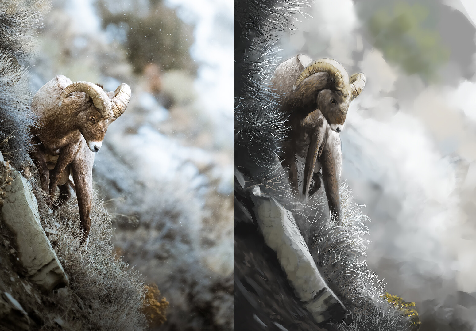 ArtStation - Goat Study