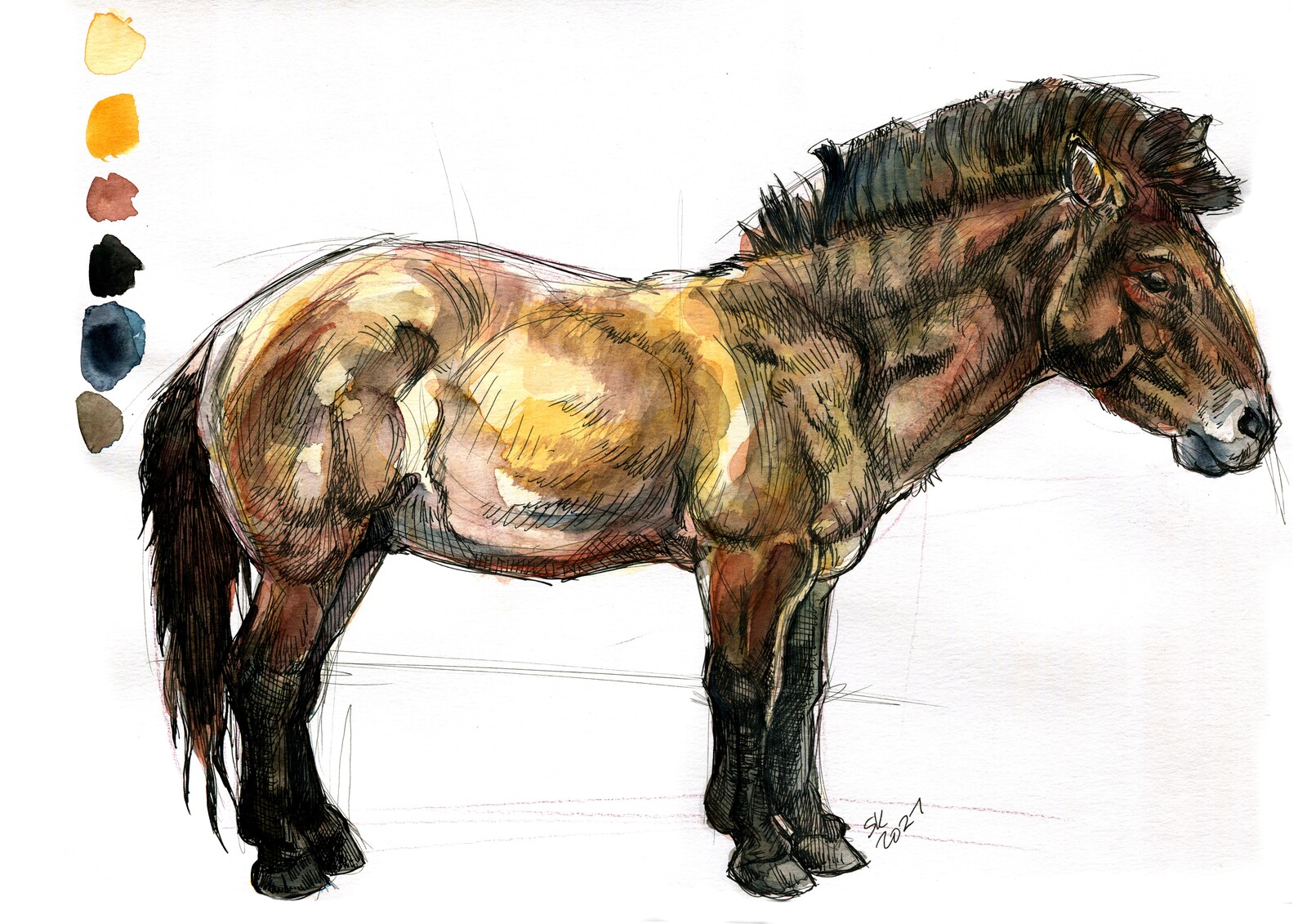 Przewalski's Horse Sketch Series