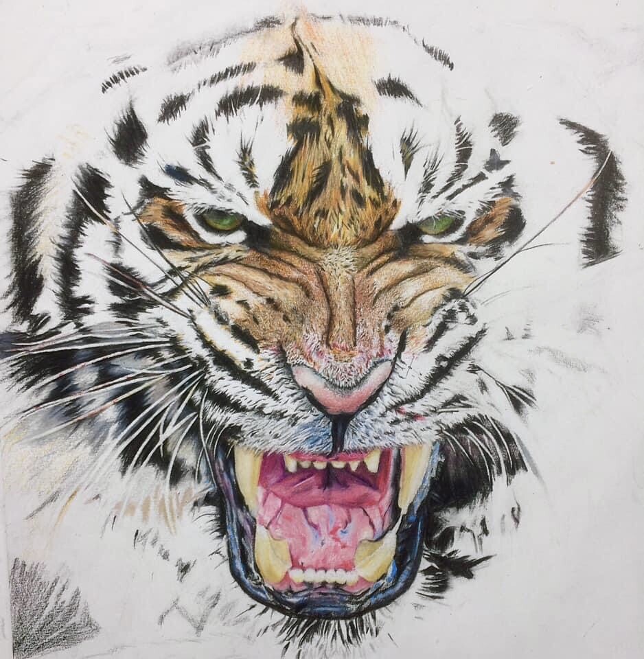 Tiger Colored Pencils - Drawing Tiger with Color Pencils :  DrawingTutorials101.com