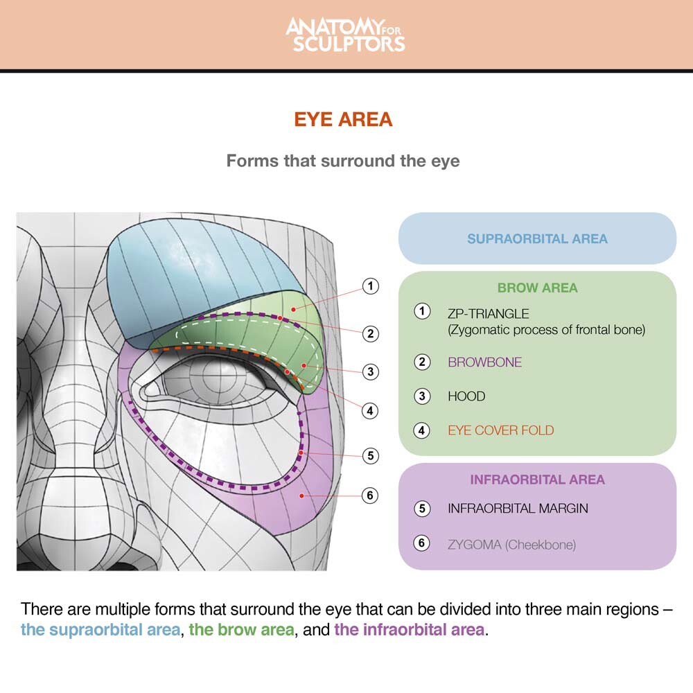 Forms that surround the eye 