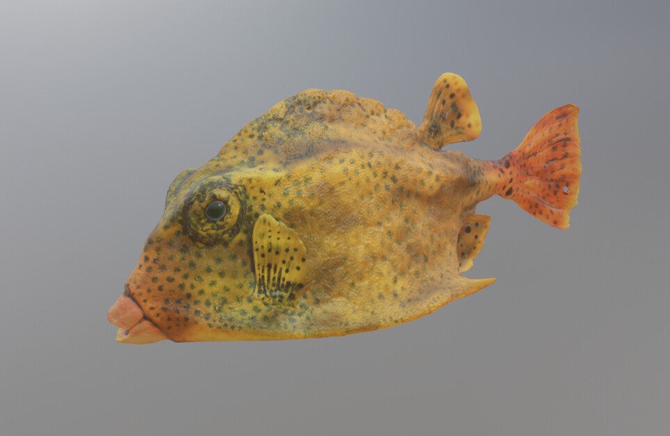 Spotted Trunkfish 