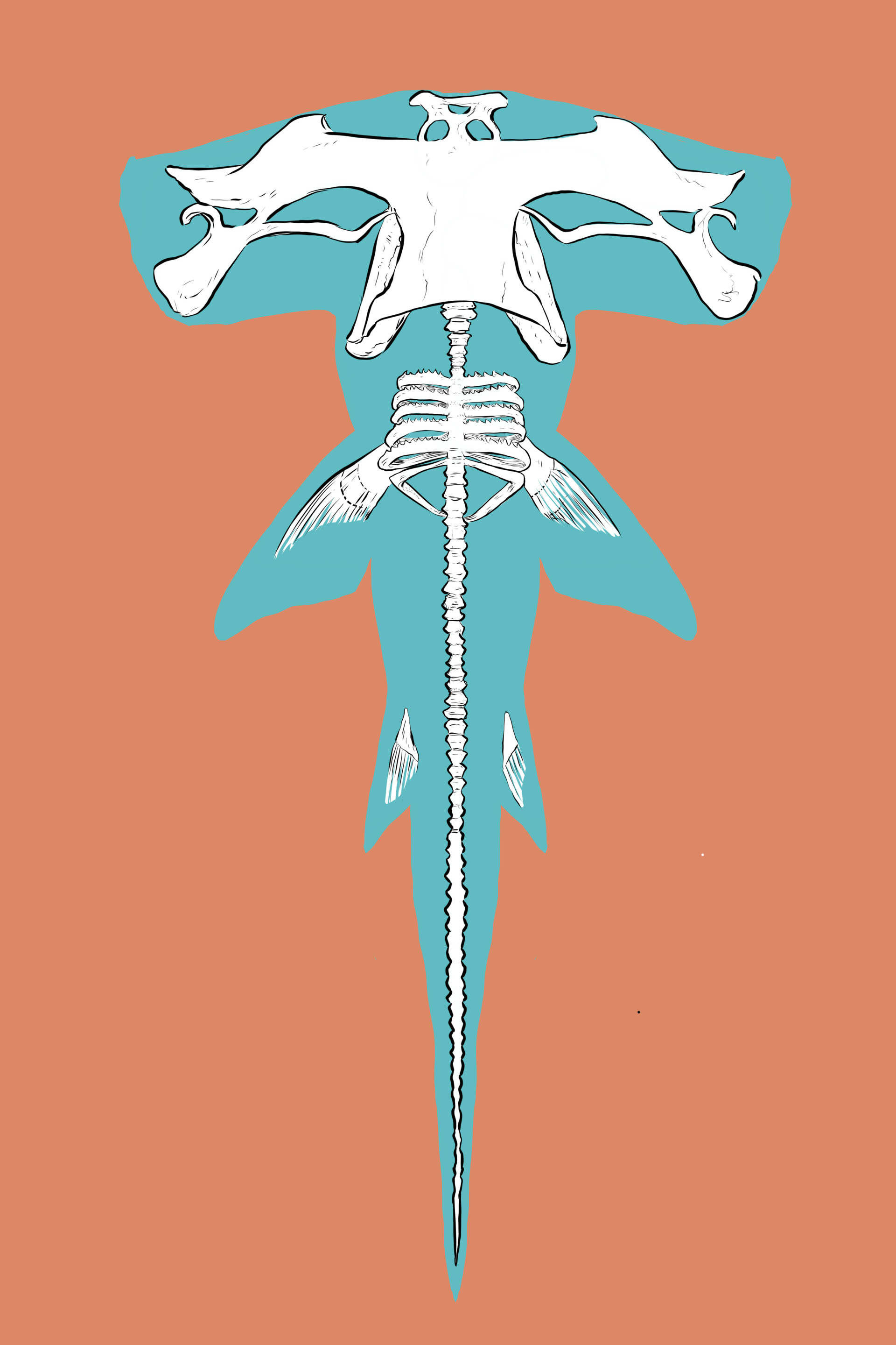 ArtStation Hammerhead shark Xray