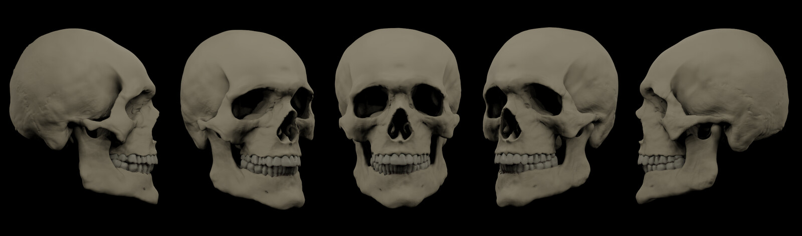 3d skull 