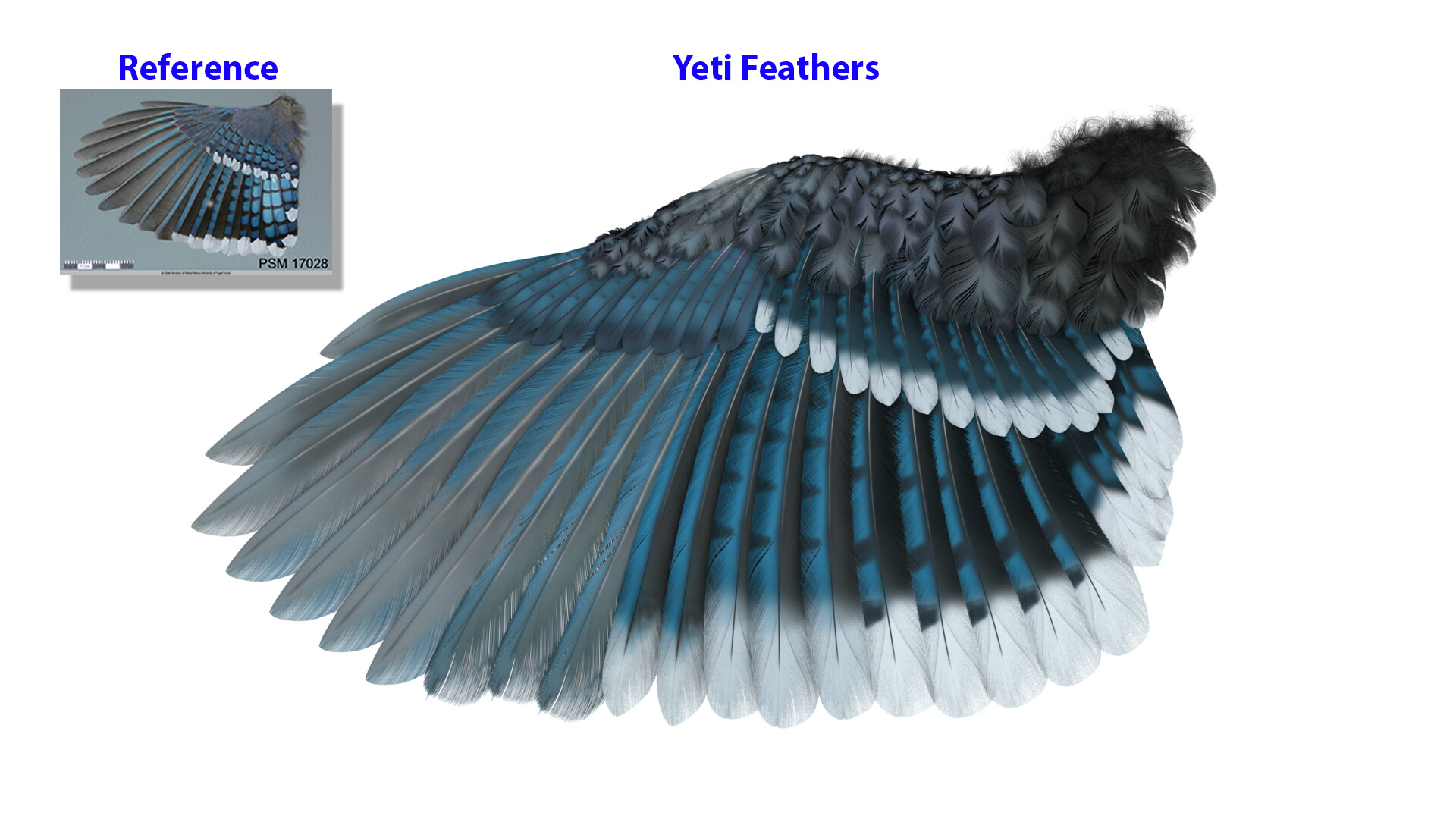 Artstation Blue Jay Bird Wing Yeti Feathers Samah Ibrahim Artstation Blue Jay Bird Wing Yeti Feathers Samah Ibrahim