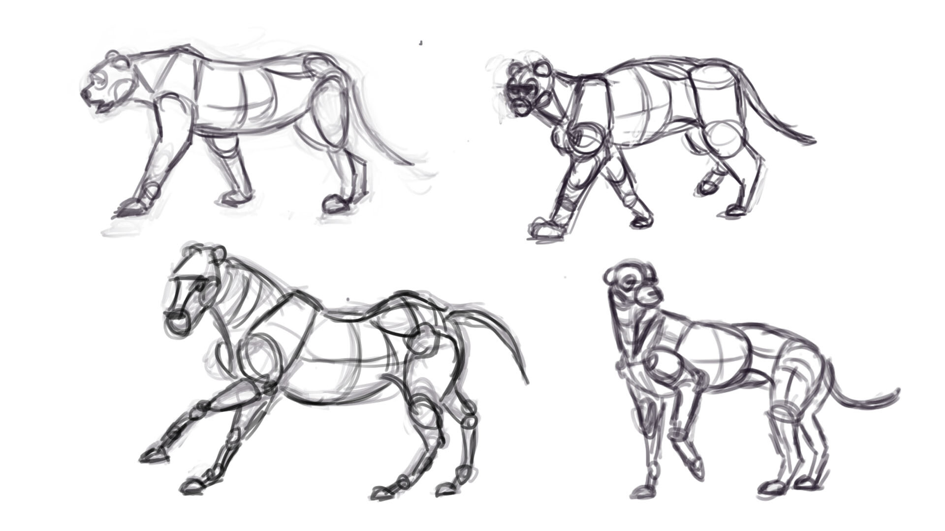ArtStation - Animal anatomy study drawing.