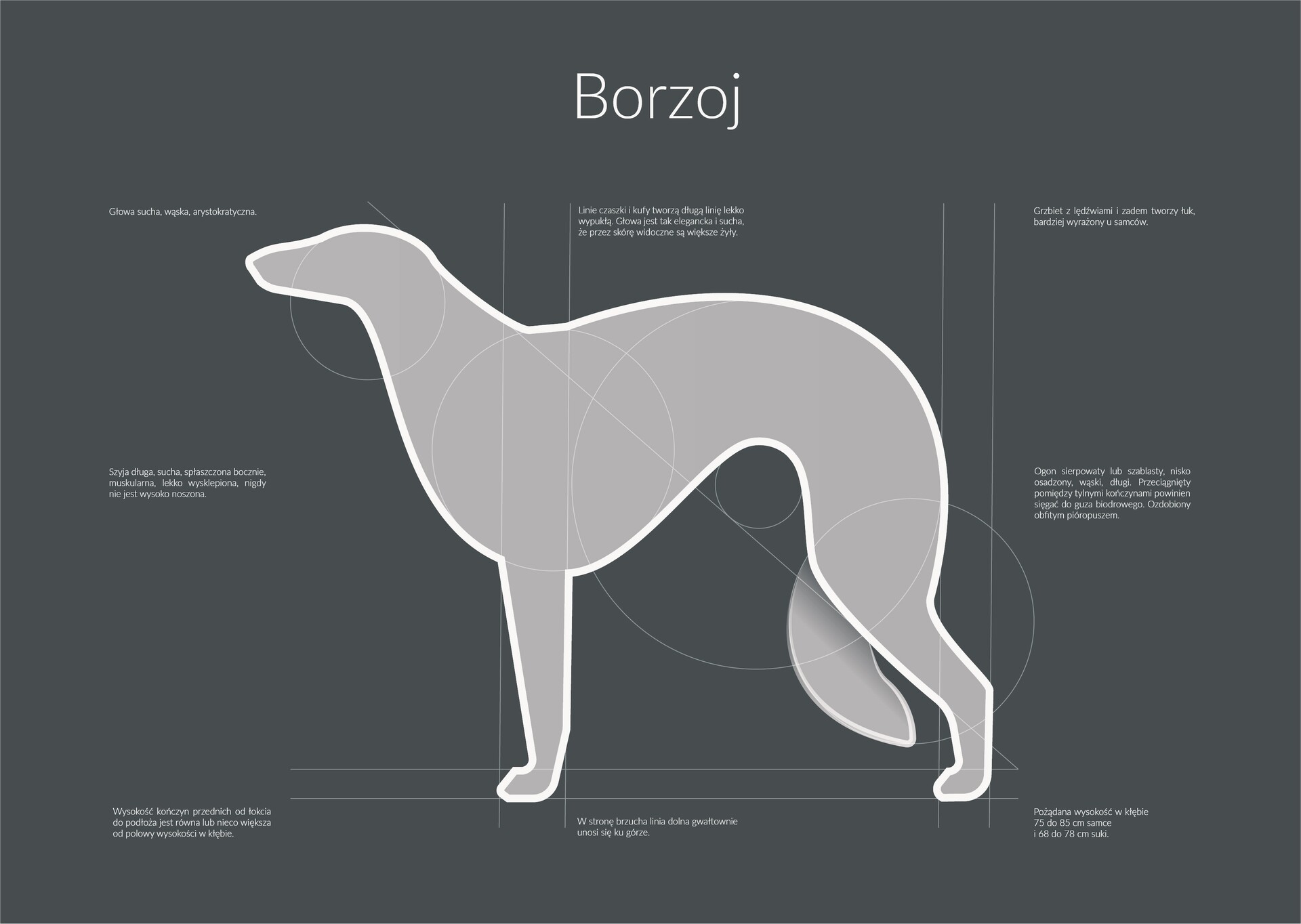 ArtStation Infographics Borzoj