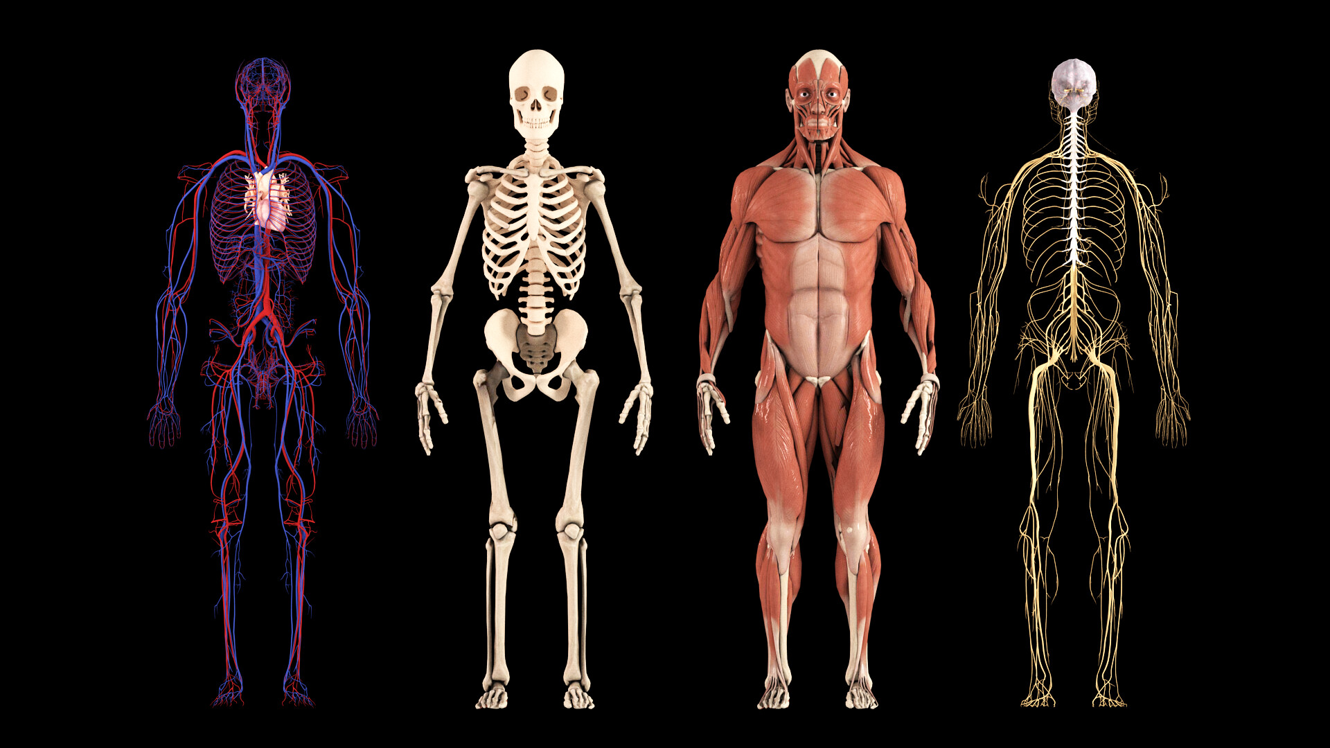 Bones and muscles. 4d человек. Human body 3d. 3d Human body Design.