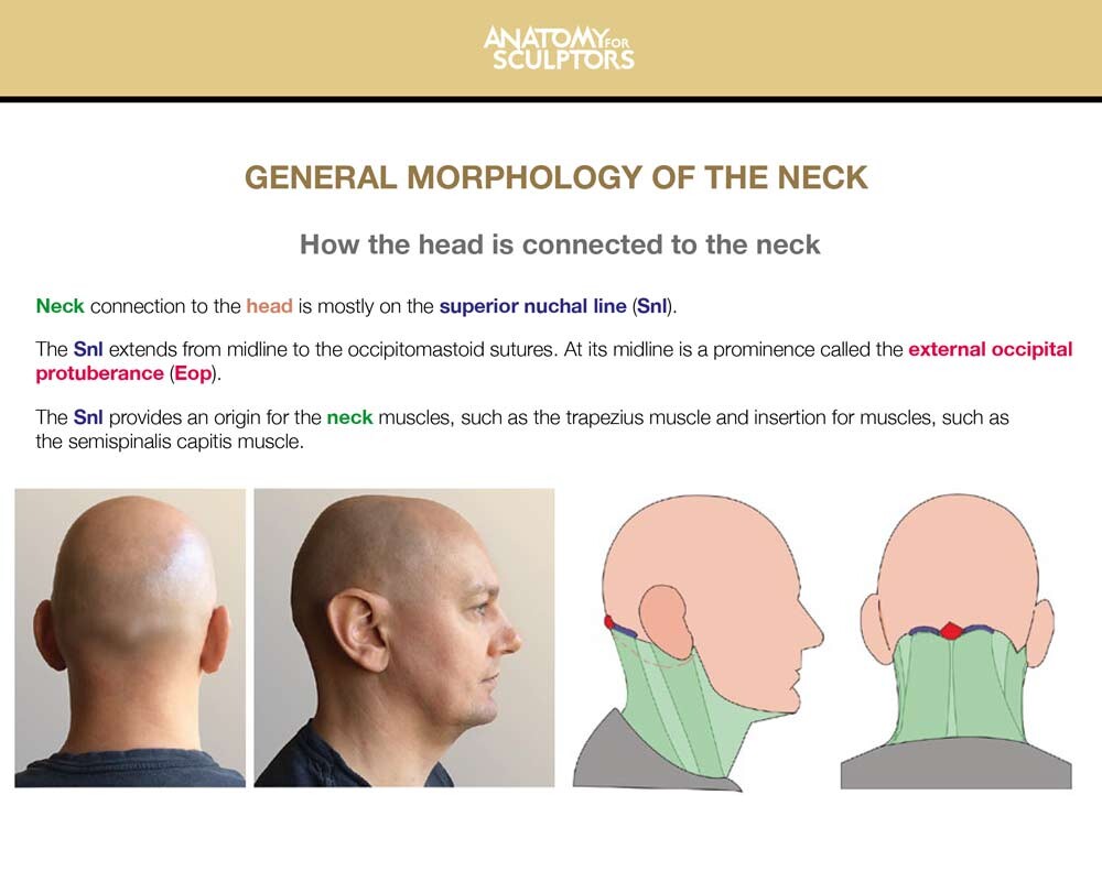 Head and neck