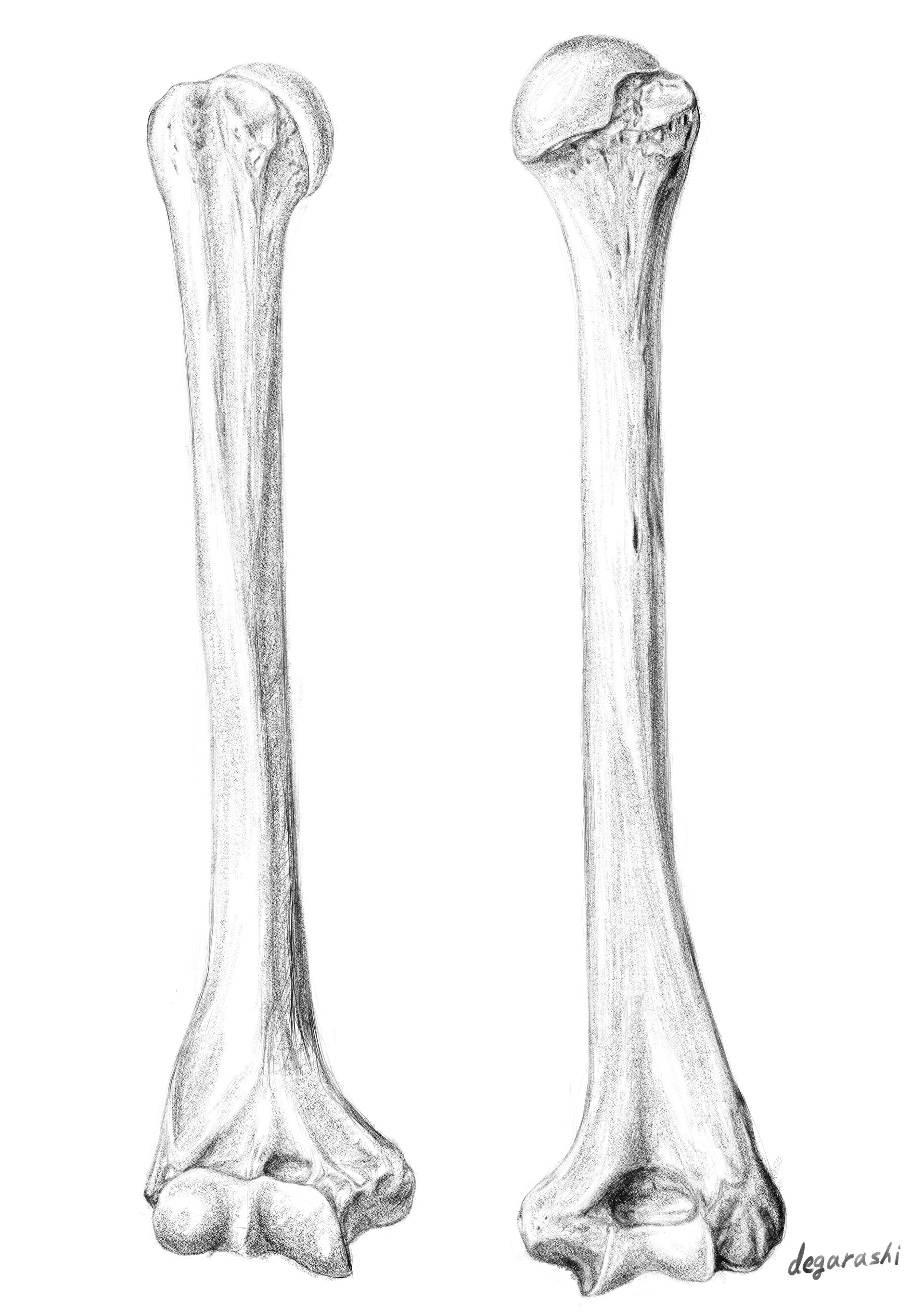 ArtStation - humerus bone