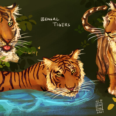 Fiovske tiger study