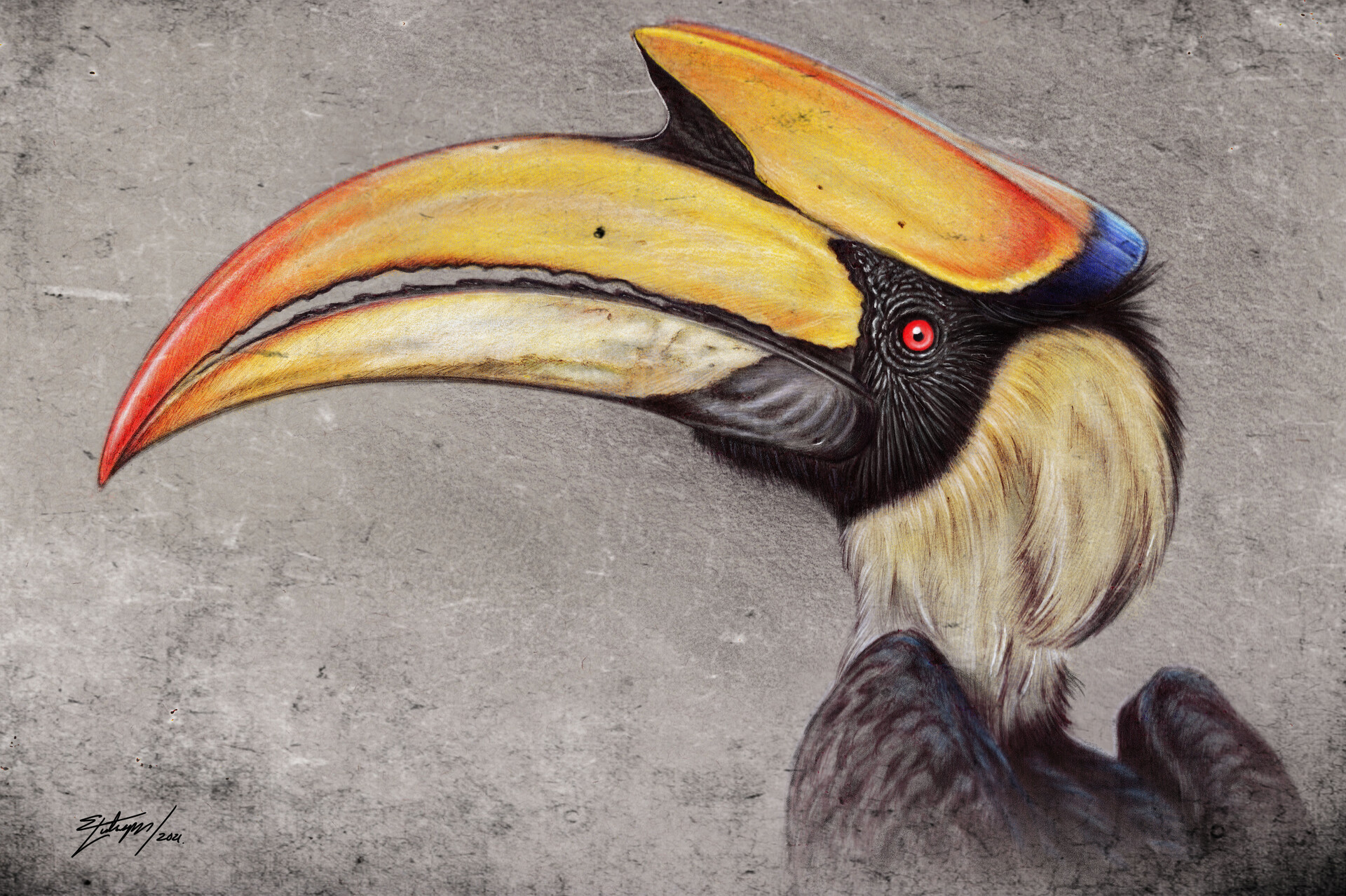 Illustrations - Writhe-billed Hornbill - Rhabdotorrhinus waldeni - Birds of  the World