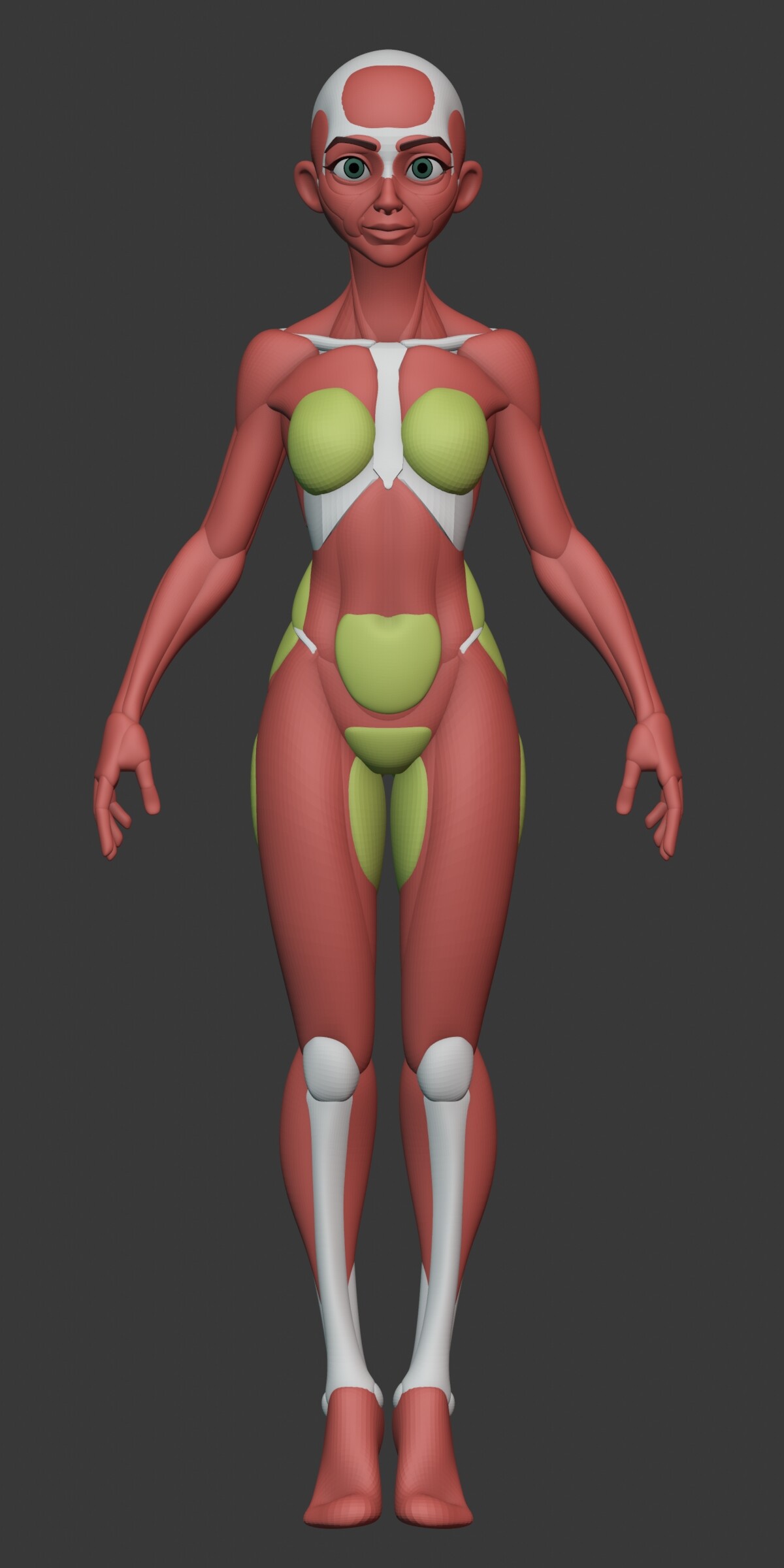 Supreme Female Anatomy Model (FW18) - $46