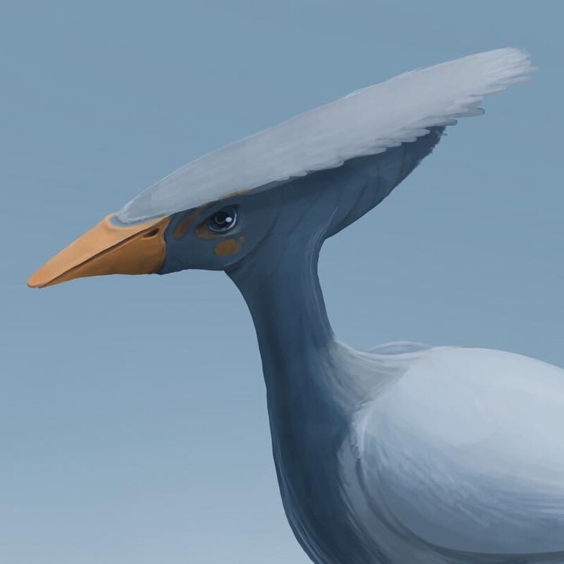 Flat-head bird