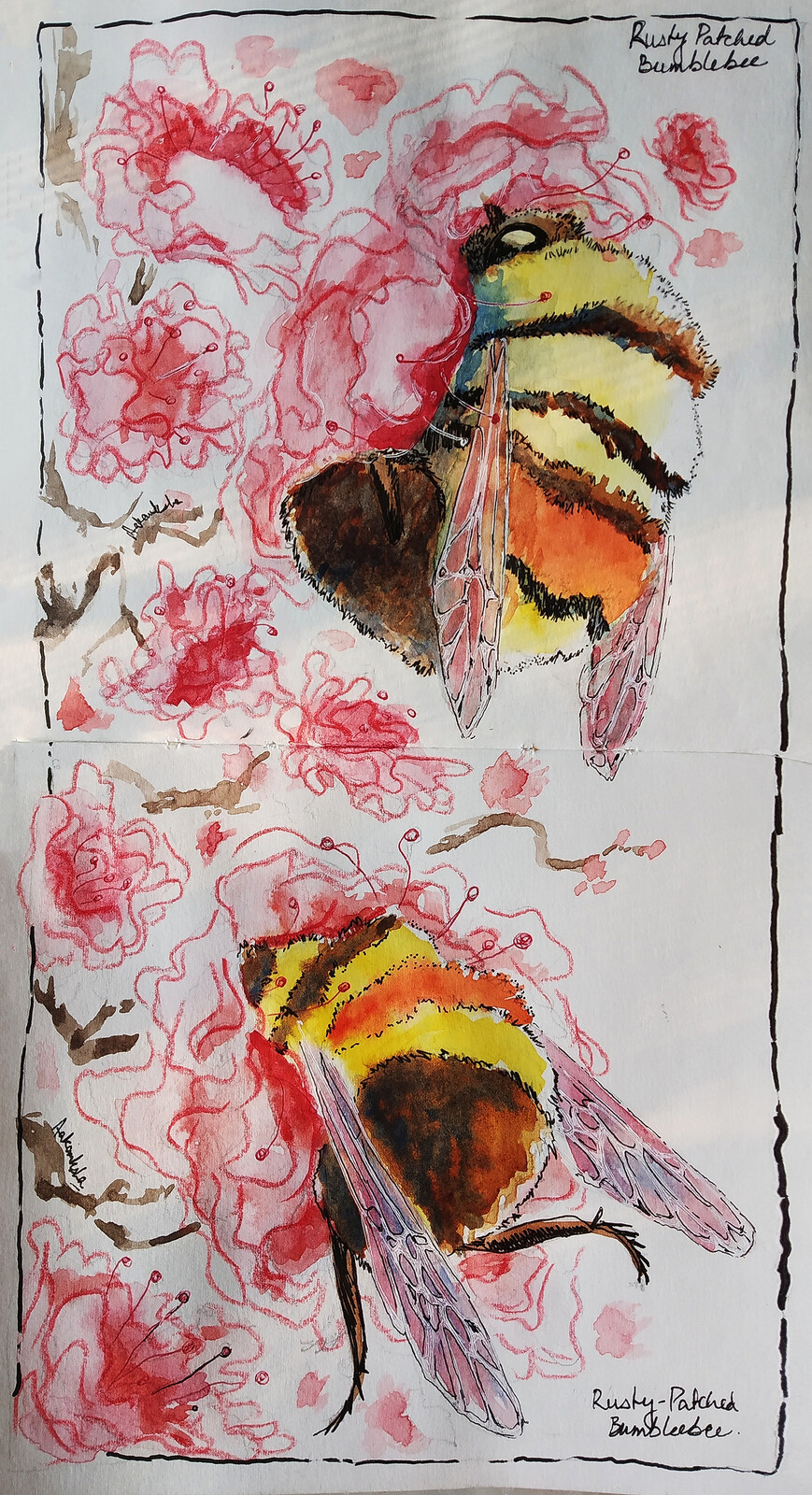 Aakanksha Sharma Rusty patched Bumblebee aakanksha-sharma-rusty-patched-bumblebee