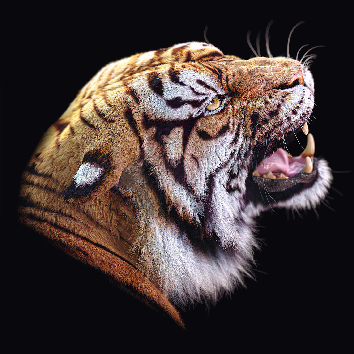 Tiger portrait #1