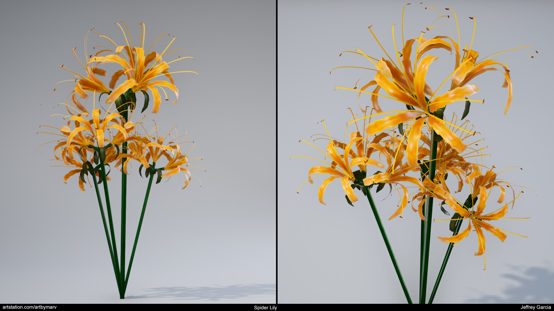 Spider Lily By Jeffrey Garcia Spider Lily By Jeffrey Garcia