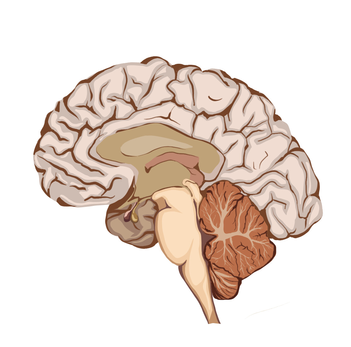 Brain illustration