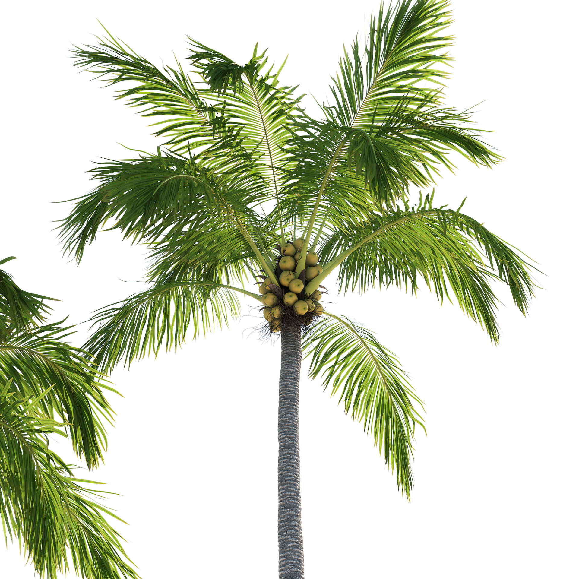 ArtStation - Palm trees