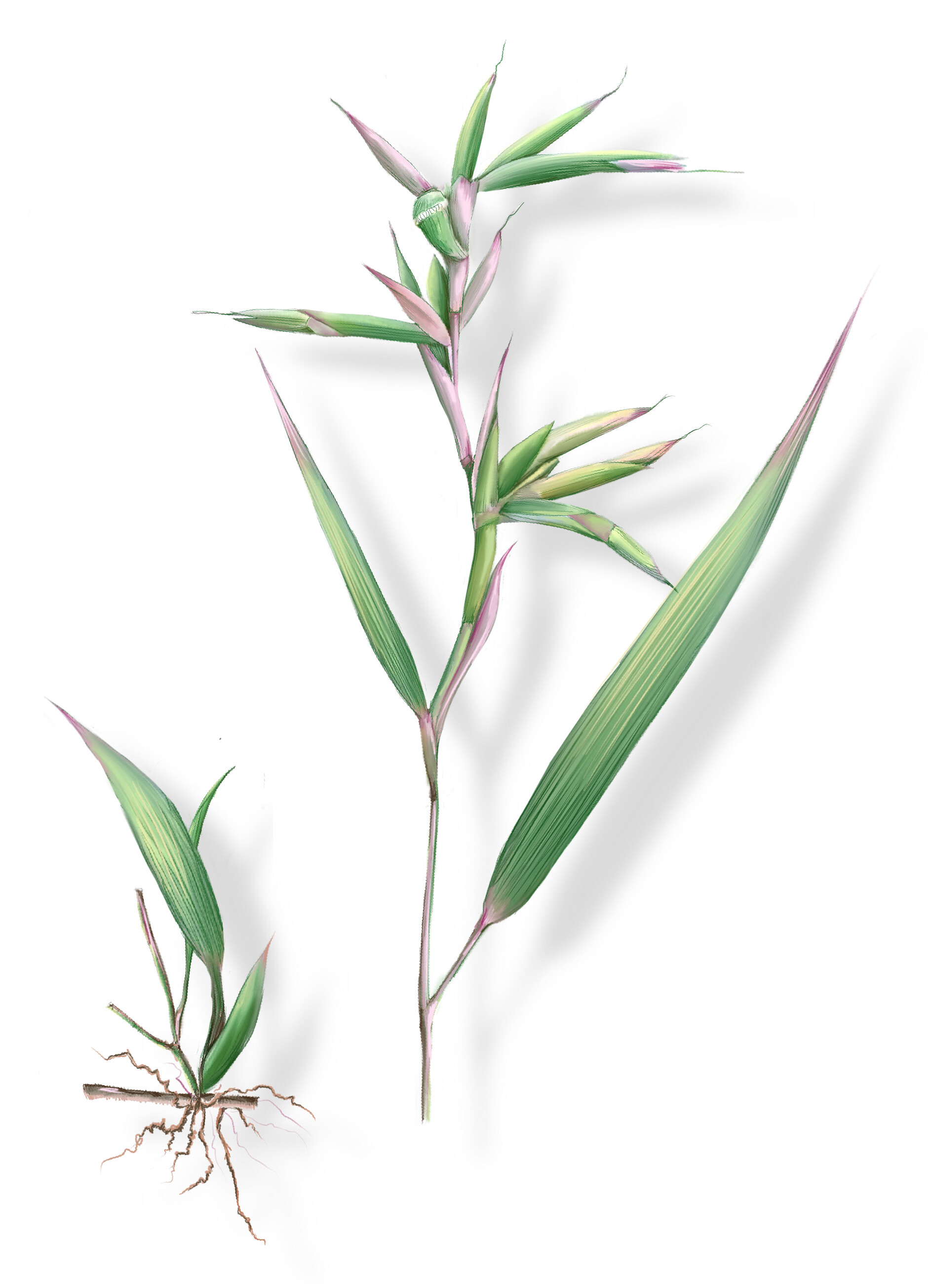 ArtStation Apluda mutica