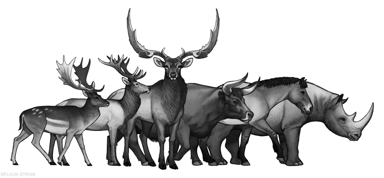 From left to right: Clacton fallow deer, Middle Pleistocene red deer, Praemegaceros, aurochs, Middle Pleistocene horse, Stephanorhinus. Shoulder height of red deer: around 1.20 m