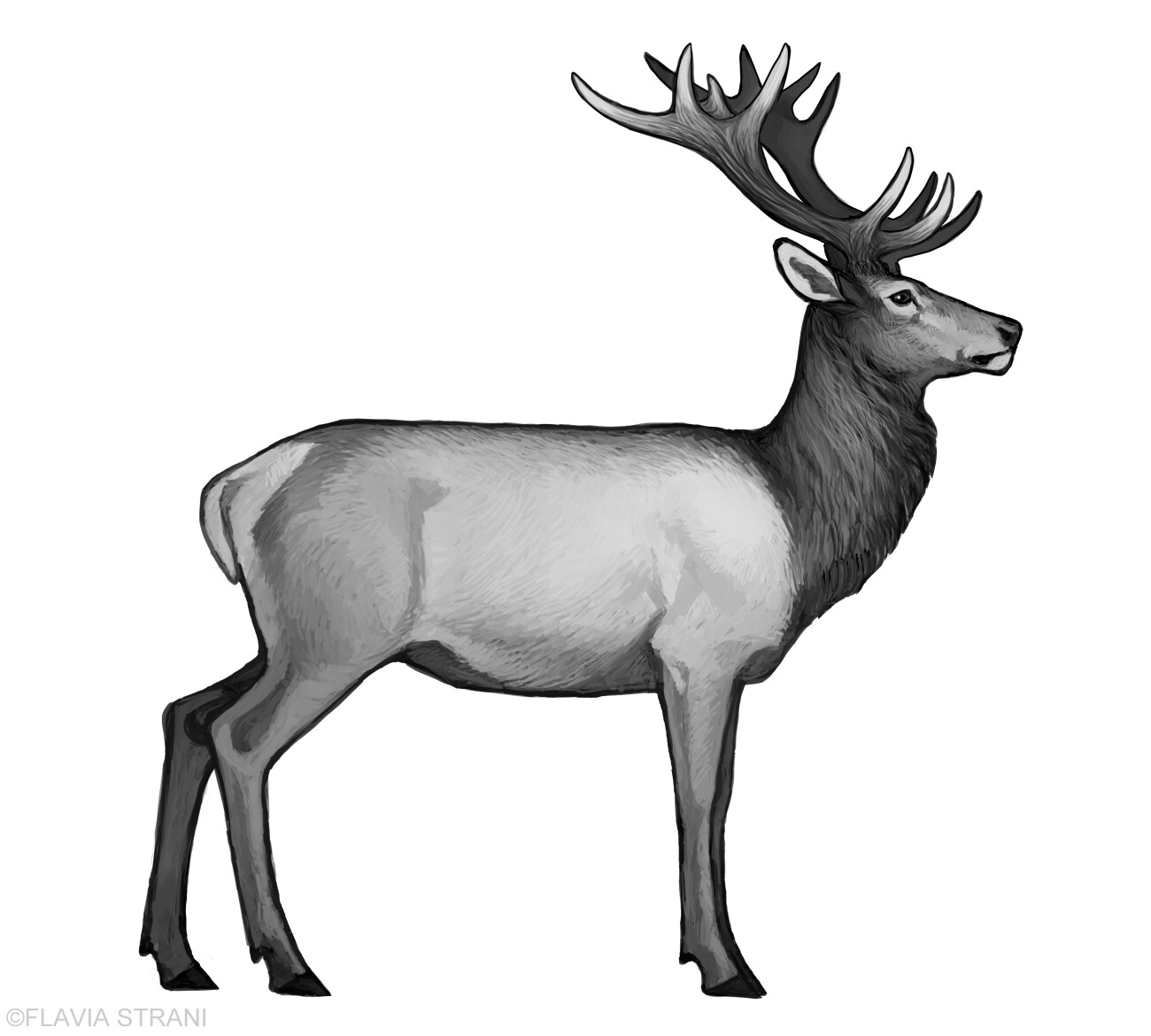 Cervus elaphus (fossil form)