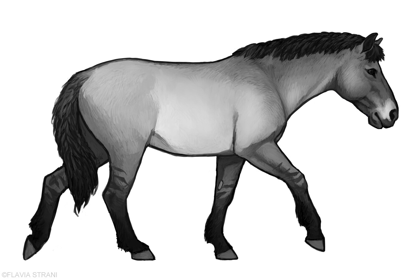 Equus mosbachensis