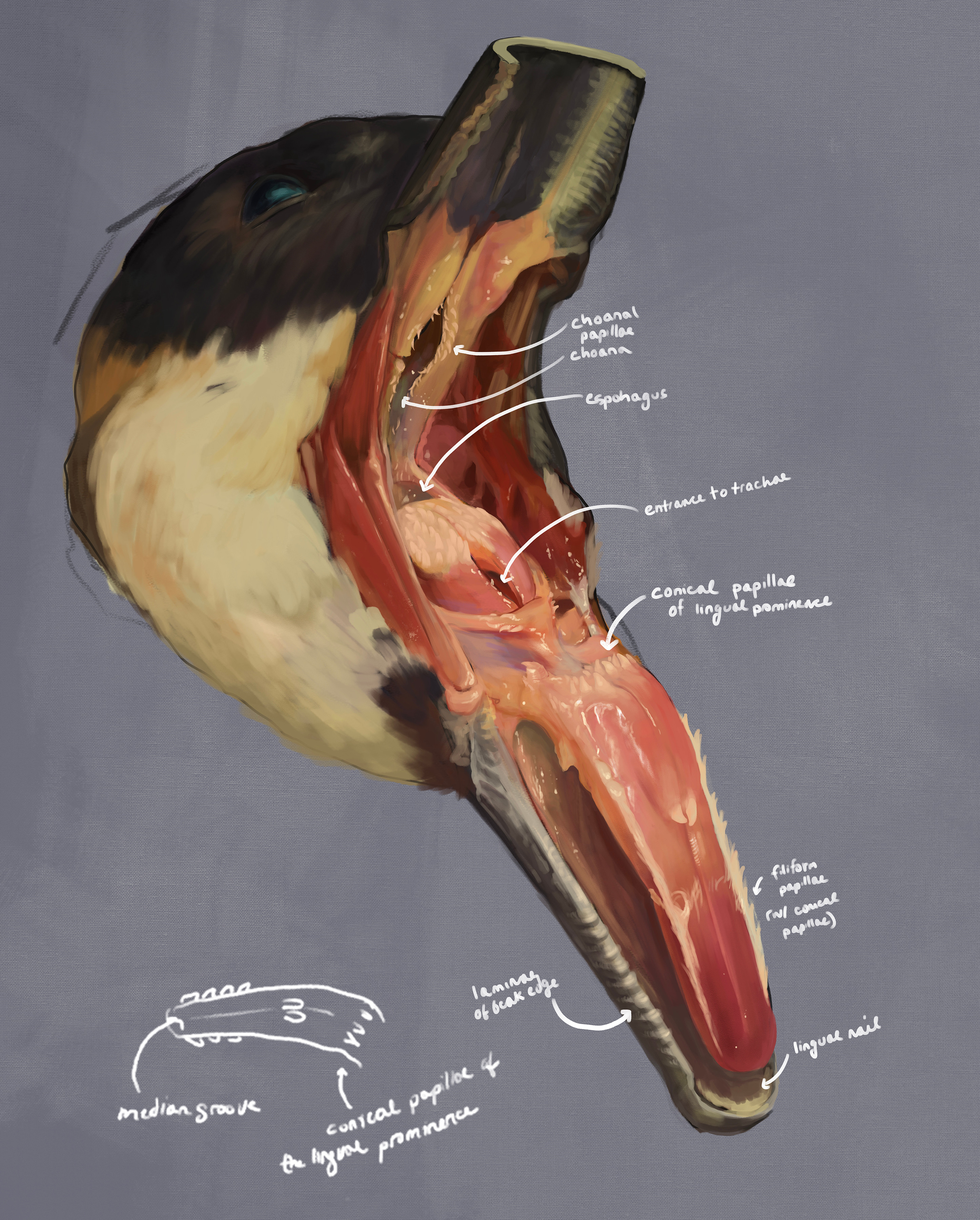 Main exploration of the mouth and areas of interest. I would be interested in expanding this study out into a guide on intubating geese. 