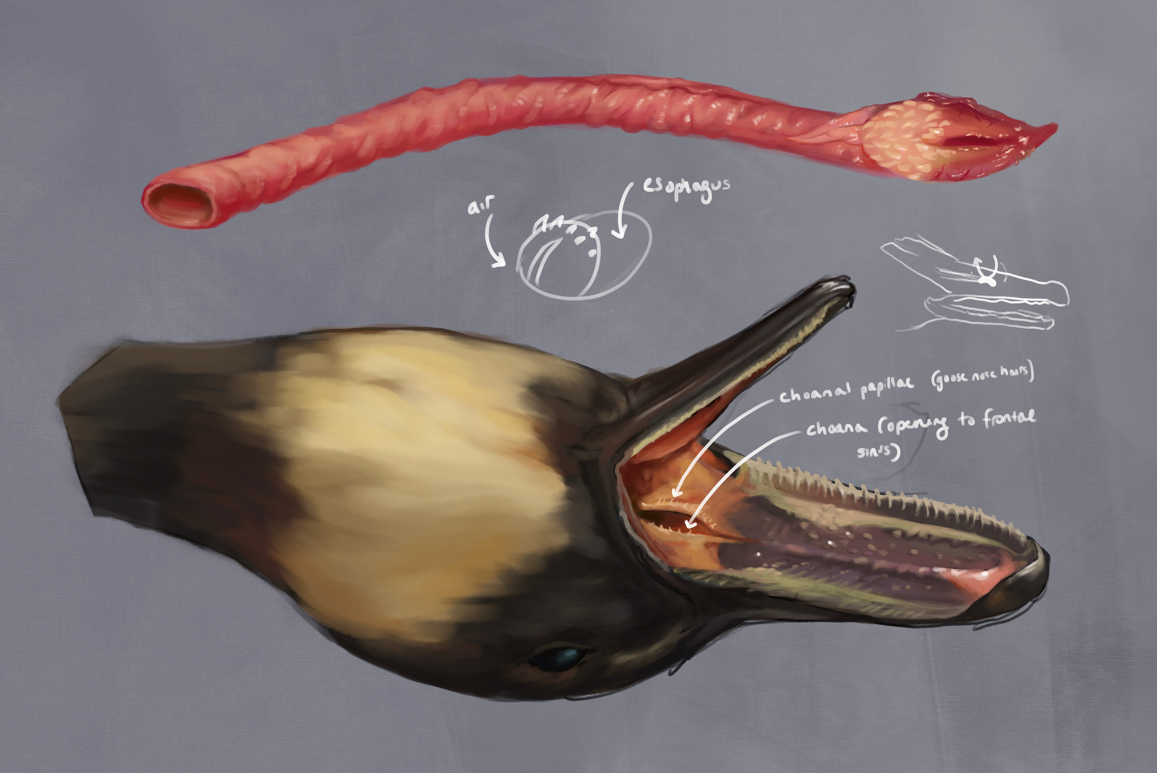 Some other studies - I pulled out the trachea to study that, and wanted to note the choana on the goose (opening to nasal sinuses)