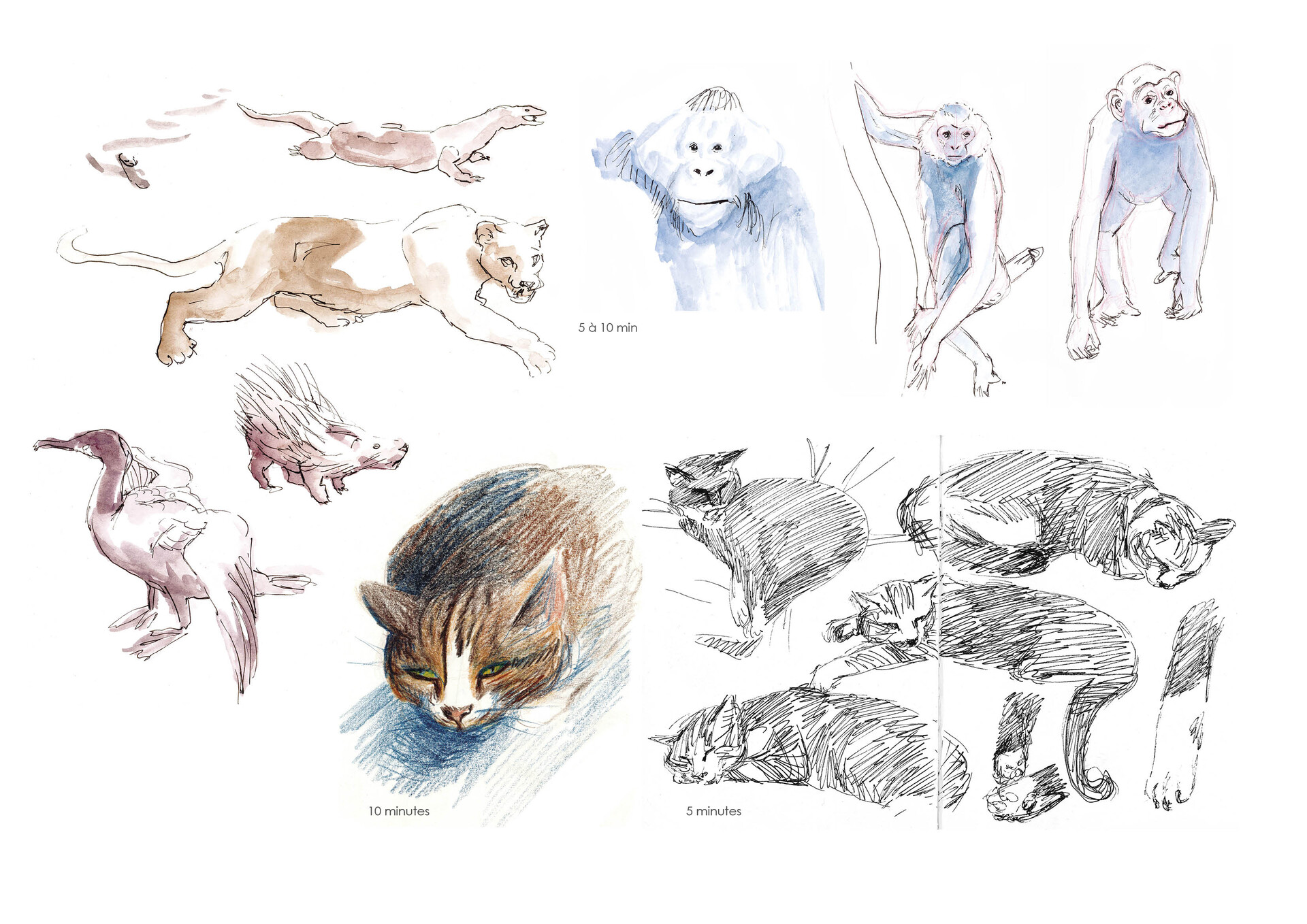 ArtStation - Observation drawing - Animals, objects, movies