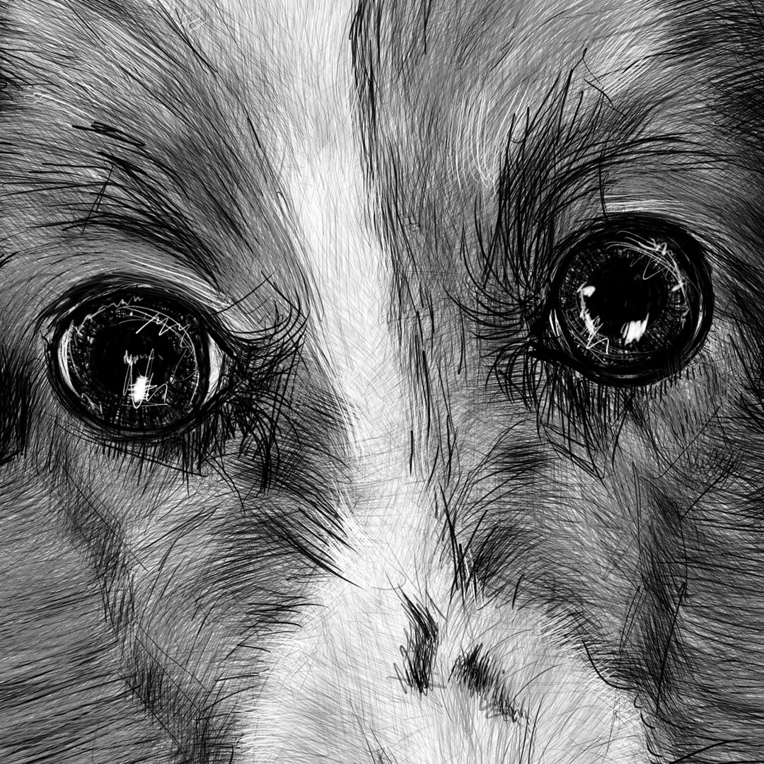 Pet Portrait close-up