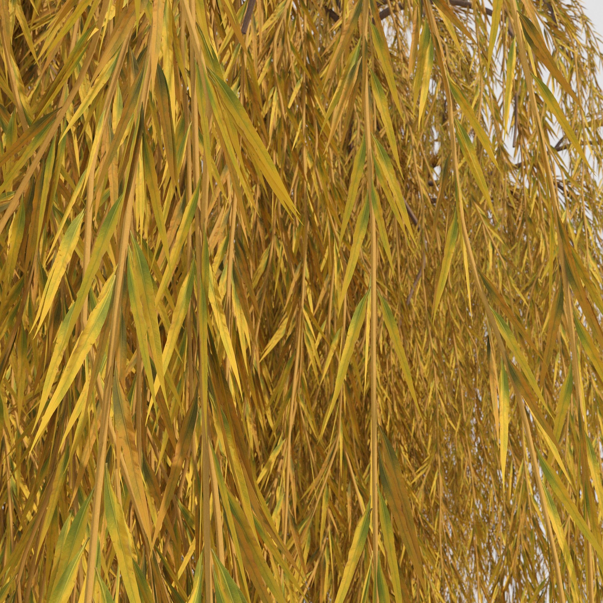 NCS Willow Tree
