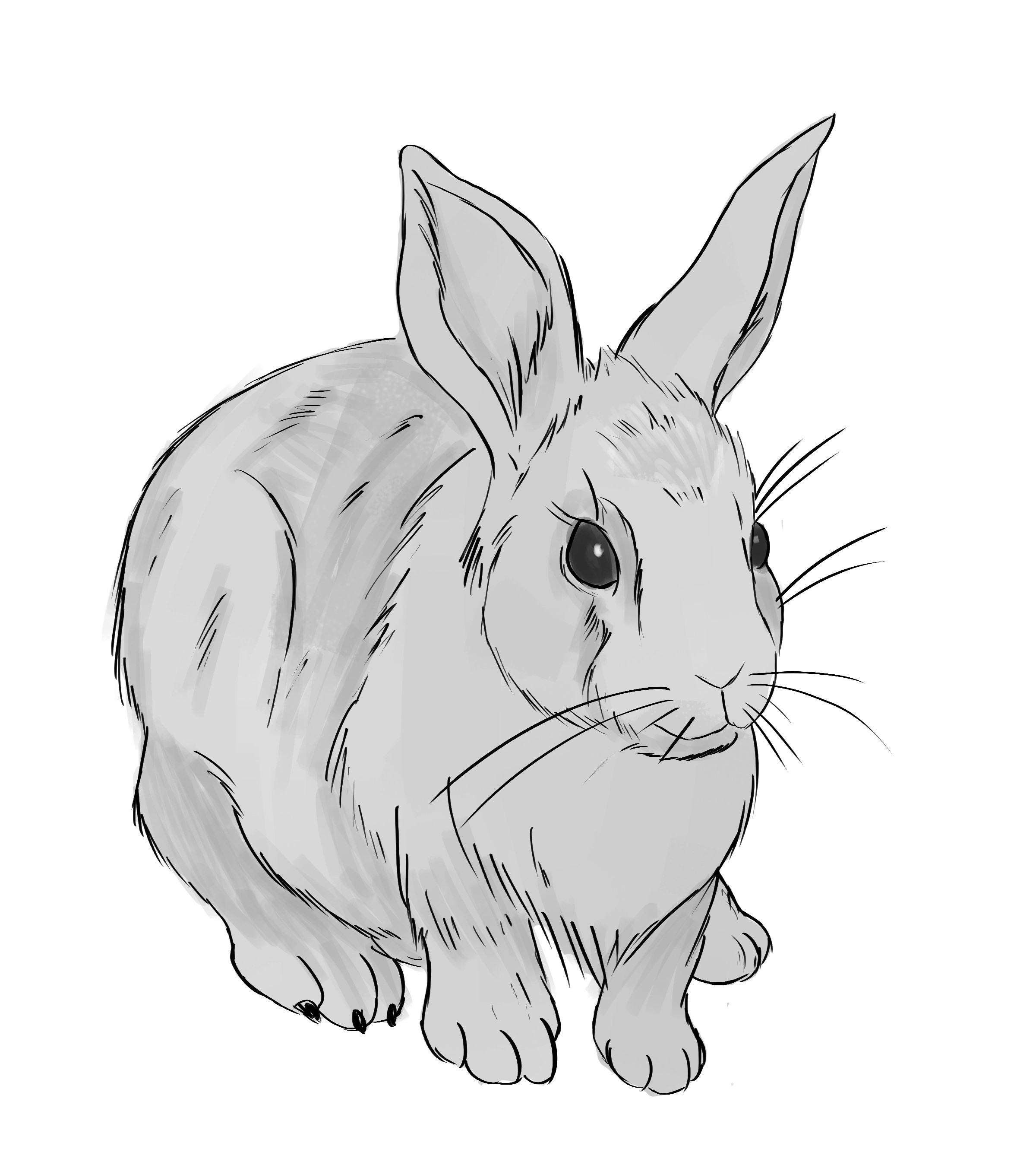 Bunny