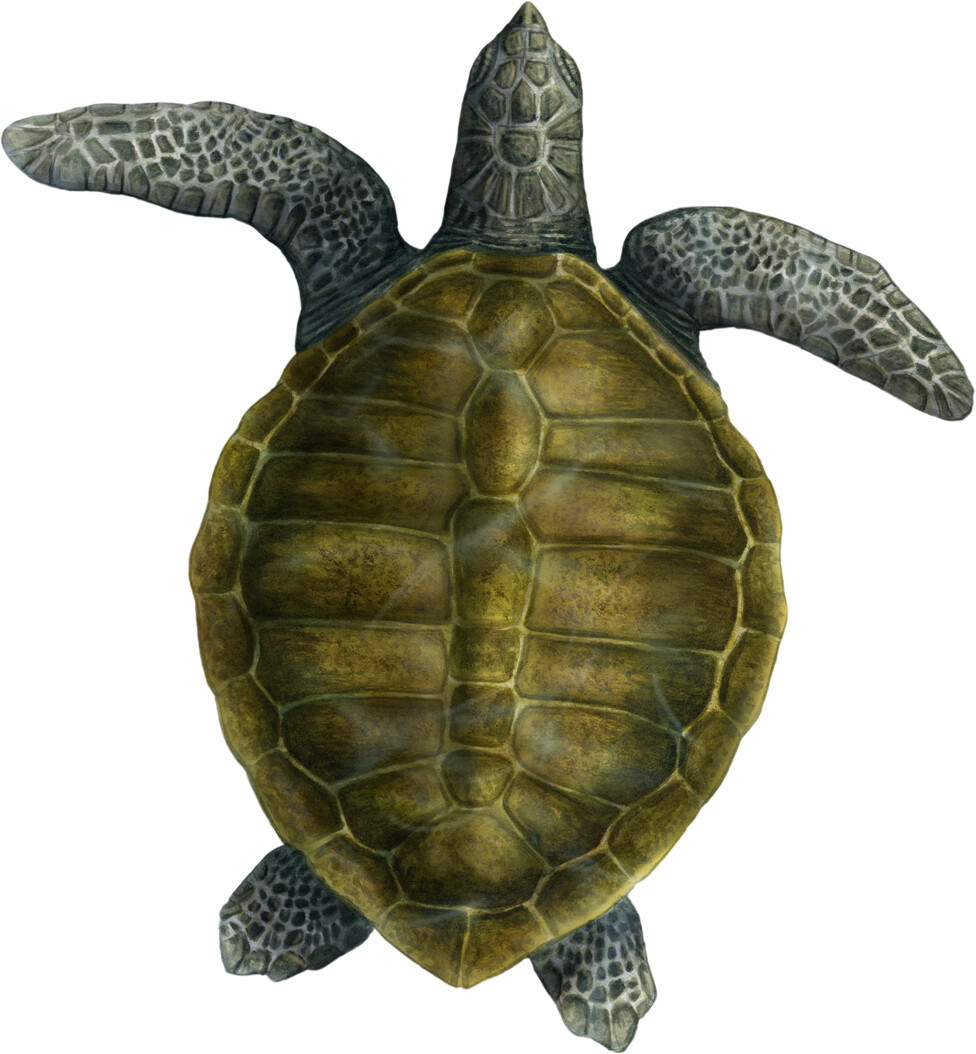 olive ridley sea turtle