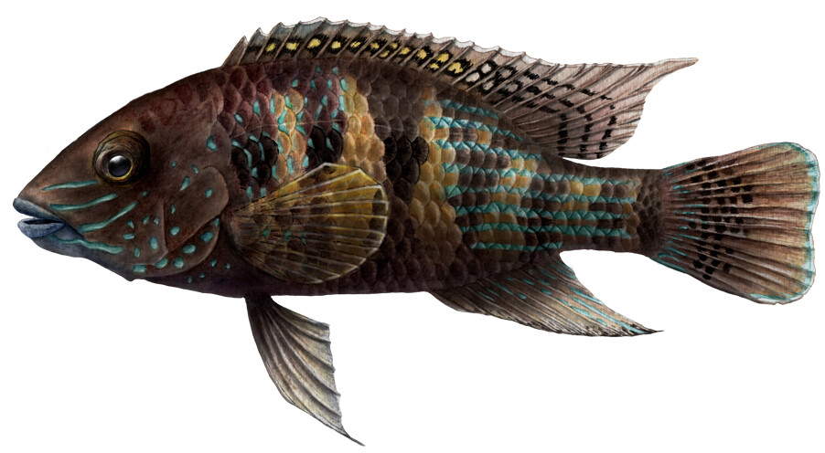 Ecuadorian Fishes