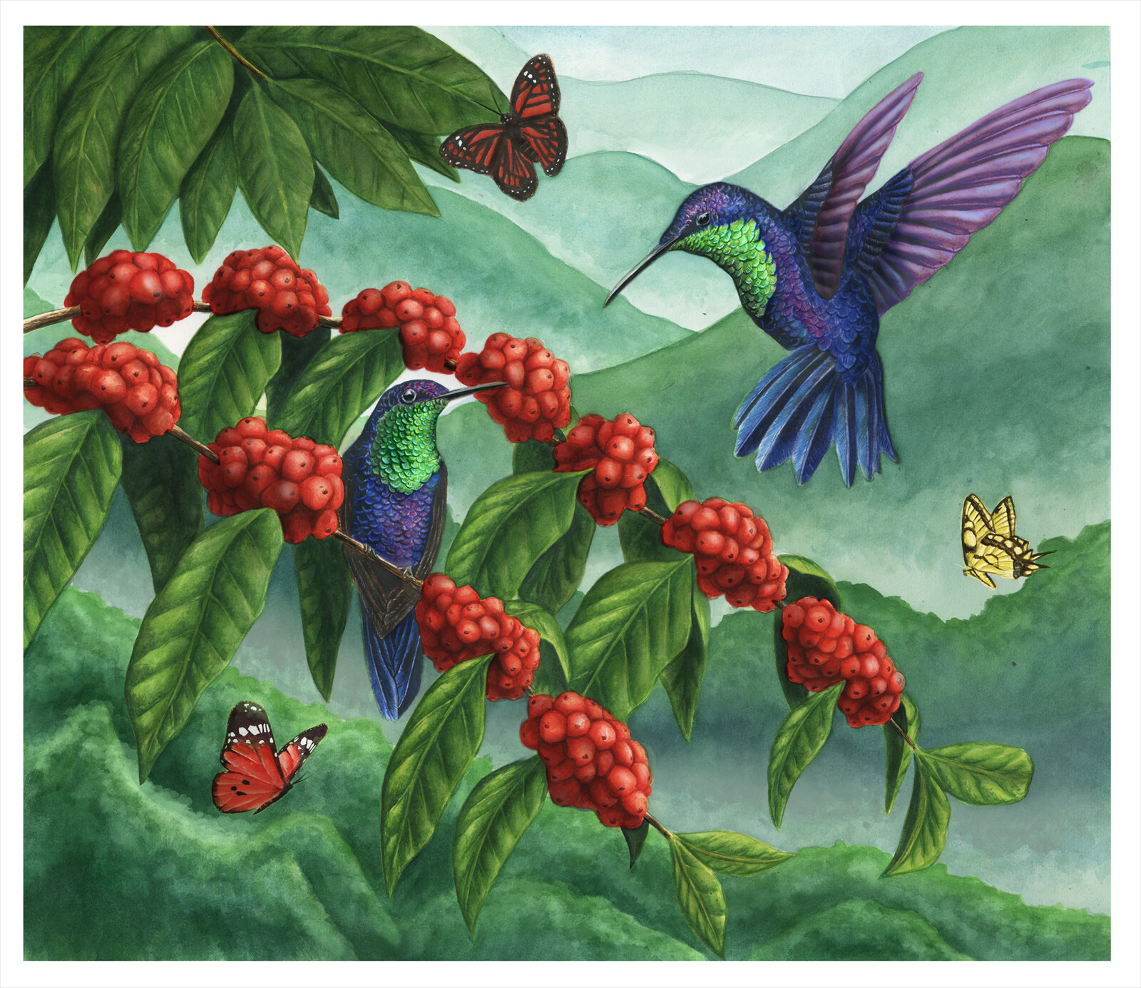 Hummingbirds and Coffee