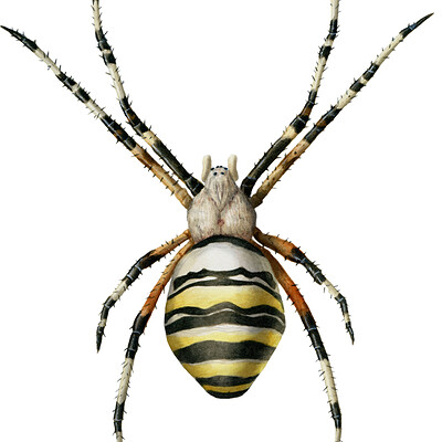 Dorian noel argiope bruennichi dorian noel 2020 without background