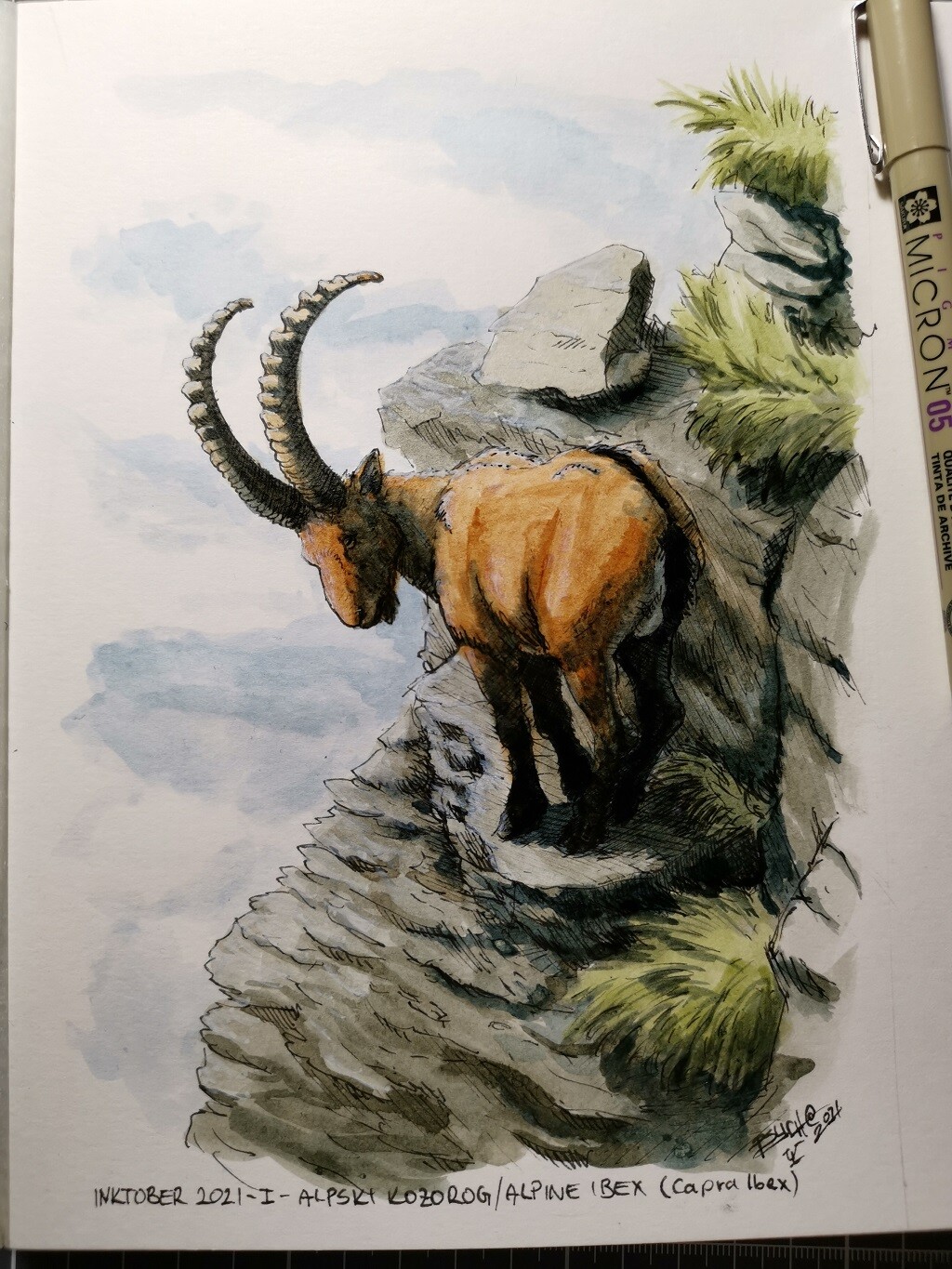 Alpski Kozorog/Alpine Ibex (Capra Ibex)