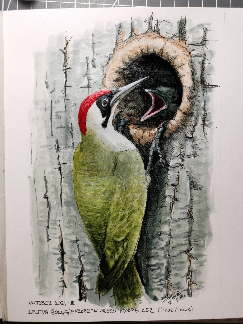 Zelena žolna/European Green Woodpecker (Picus Viridis)