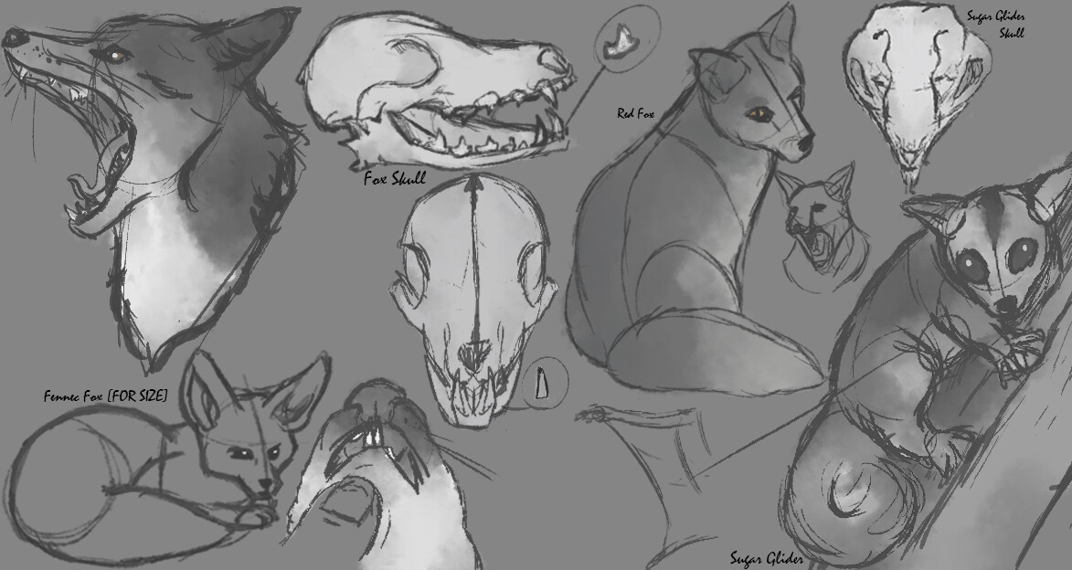 ArtStation - "Fox Glider" Concept: Animal Anatomy Project