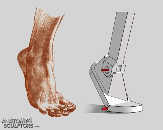 Foot Structure