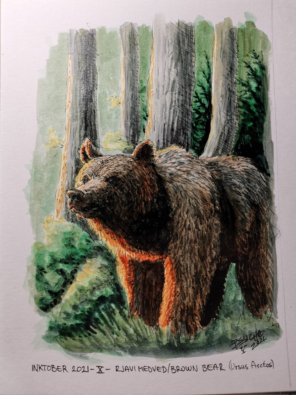 Rjavi Medved/Brown Bear (Ursus Arctos)