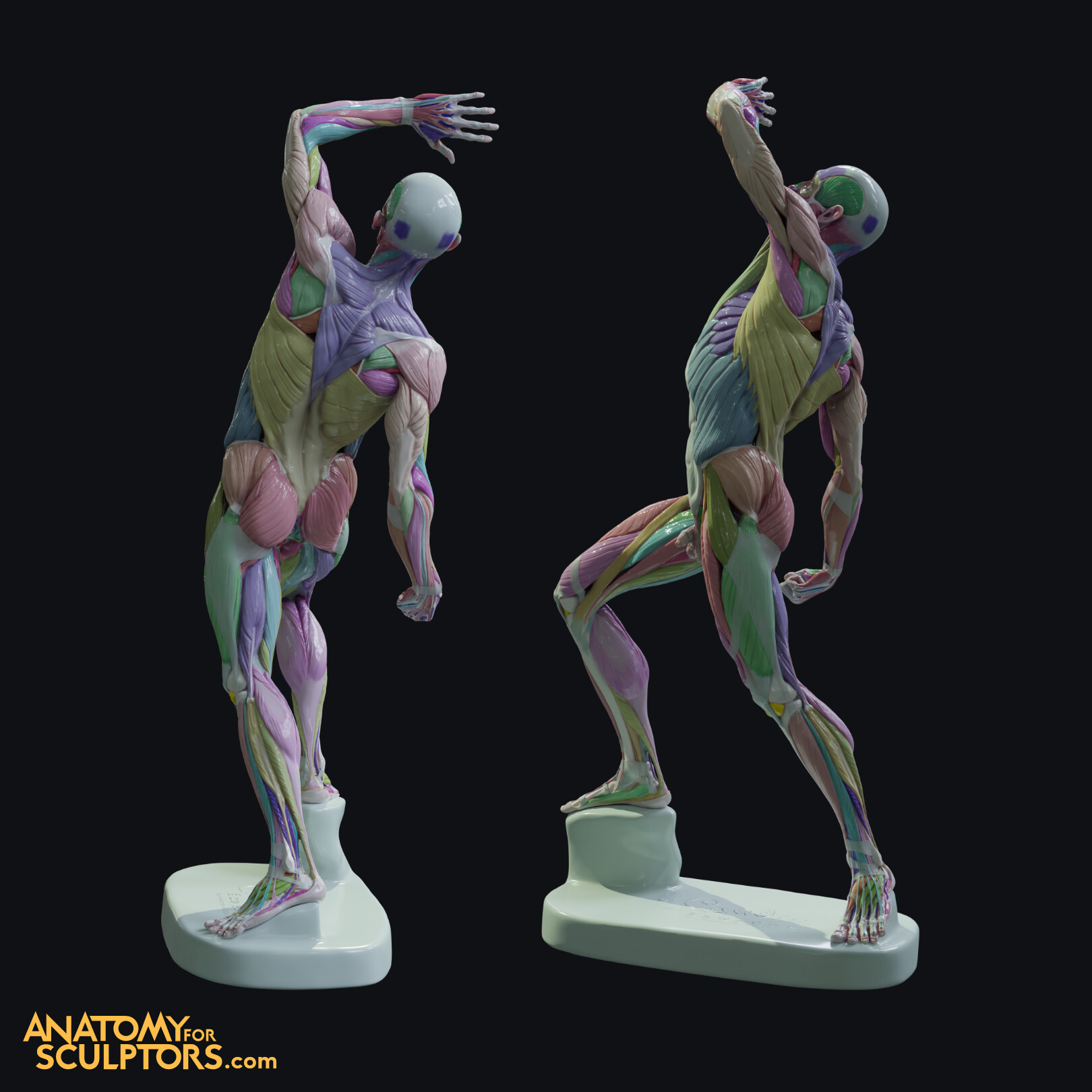 Anatomy For Sculptors - Colour-coded L’écorché